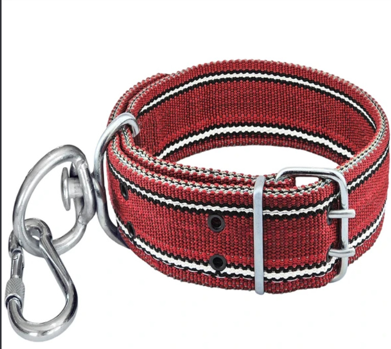 Köpek Tasması
